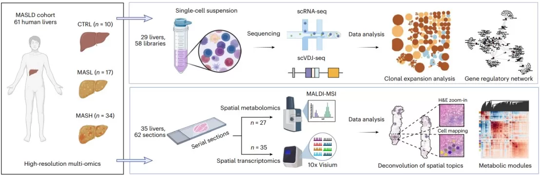 Multi Spatial-omics for human MASLD atlas